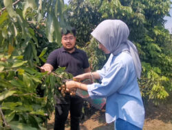 Asyiknya petik dan makan sepuasnya di agrowisata kelengkeng Sukoharjo