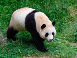 Panda Fu Bao akan menyapa publik China pada Juni sepulang dari Korsel