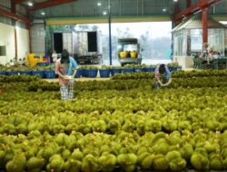 Musim durian tiba, warga China dapat pasokan dari Thailand dan Vietnam