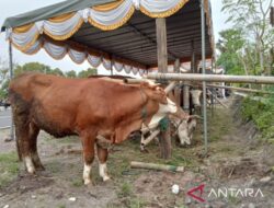 Pemkab: Sapi dari Bantul masuk kriteria hewan kurban dibeli Presiden