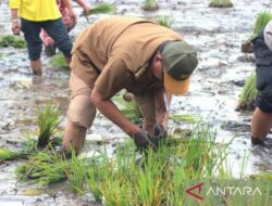 Kalsel petakan lahan penanaman padi gogo, topang ketahanan pangan 