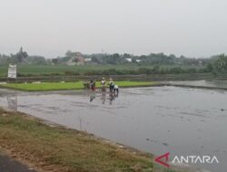 Kementan kenalkan Benih Padi Super Genjah untuk percepatan tanam padi