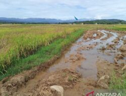 Sekitar 1.000 ha sawah di Bulukumba rusak jelang panen