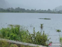 Akibat banjir, 150 hektare lahan pertanian di Konawe Utara gagal panen