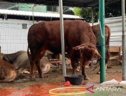 Politik kemarin, Gibran kurban sapi hingga KPU Sleman luncurkan maskot