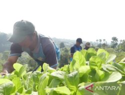 Tanaman tembakau di Temanggung capai sembilan ribu hektare