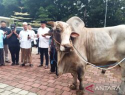 Ketua DPRD Bogor bagikan 48 sapi kurban Prabowo Subianto