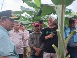 Perbankan Sulbar siapkan Rp1 triliun untuk pengembangan pisang