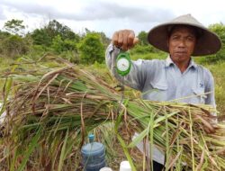 Anak usaha BUMI berdayakan masyarakat lewat budidaya serai wangi