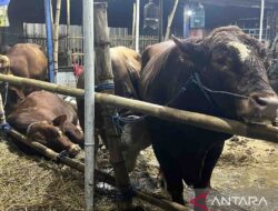 Sapi limousin banyak dibeli pejabat untuk hewan kurban di Jakarta