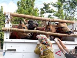 Disnak Bangkalan temukan pengiriman sapi tidak prosedural