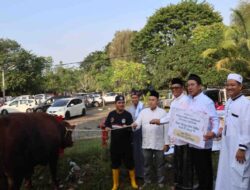 Idul Adha 1445 H, Bukit Asam salurkan 196 sapi dan 65 kambing kurban