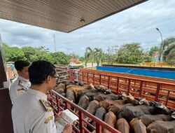 Balai Karantina Lampung: Terjadi peningkatan lalu lintas ternak di Mei