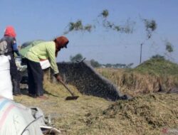 Pemprov Sumut: Keberadaan riset dan teknologi memudahkan petani