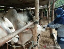 Dinas Pertanian Kota Yogyakarta pastikan tidak ada hewan kurban sakit