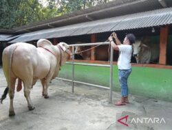 Presiden Jokowi beli sapi kurban milik peternak di Pleret Bantul