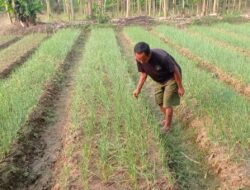 Petani Lebak kembangkan tanaman bawang merah