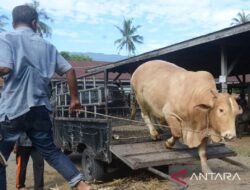 Stok ternak untuk tradisi meugang Idul Adha di Aceh capai 52.032 ekor