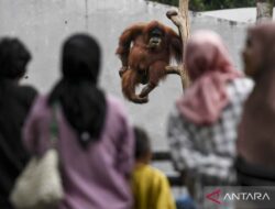 Warga manfaatkan cuti bersama Idul Adha untuk piknik di Ragunan