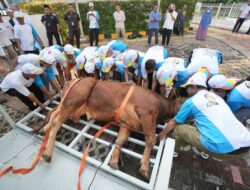 PGN bagikan 382 hewan kurban di sekitar wilayah operasional perusahaan