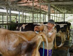 Sarihusada lakukan pengembangan peternak lokal gaungkan manfaat susu