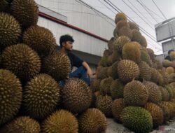 Luasnya peluang ekspor durian Indonesia