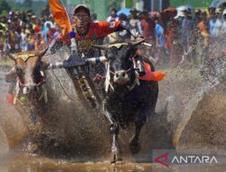 Melestarikan tradisi karapan sapi brujul di Probolinggo