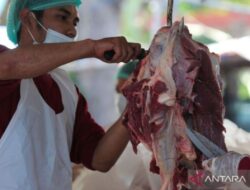 Resep sajian daging kambing muda untuk Idul Adha